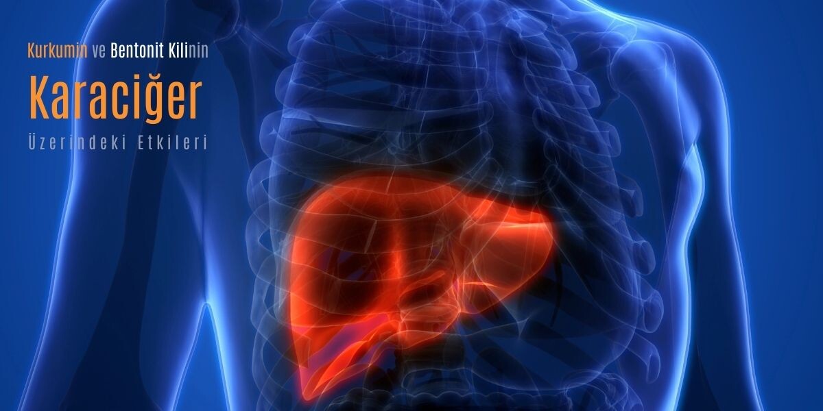Kurkumin ve Bentonit Kilinin Karaciğer Üzerine Etkileri